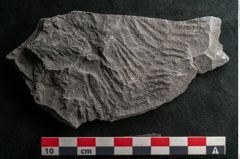 Foto (Detailansicht) von Sphenopteris elegans Brongniart (NHMW-GEO-2024-0188-10793)